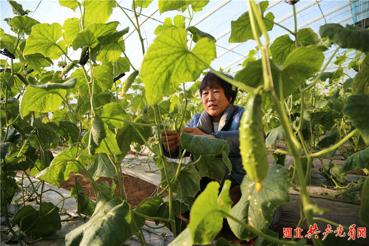 河北遷安：特色蔬菜“搶鮮”上市助農增收