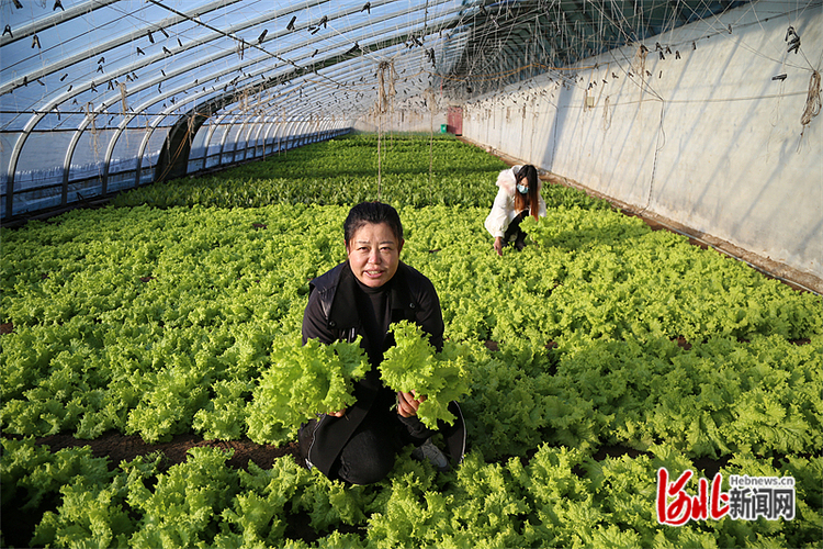 河北遷安：設施農業成色好 興業富農助振興_fororder_44