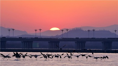 河北遷安：冬日鶴舞秀水城