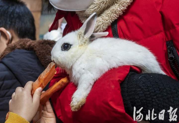 石家莊動物園來了呆萌兔_fororder_3