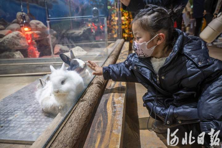 石家莊動物園來了呆萌兔_fororder_1