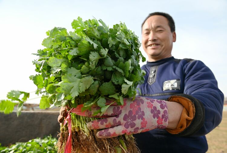 （原創）河北邯鄲：大棚春意濃 菜農收穫忙_fororder_微信圖片_20230211164209