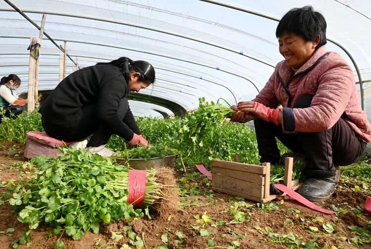 （原創）河北邯鄲：大棚春意濃 菜農收穫忙_fororder_微信圖片_20230211164232