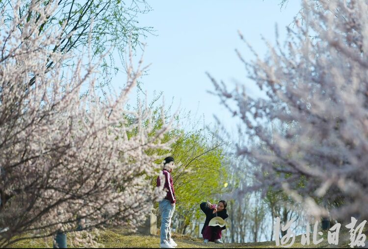 【中首】河北石家莊：滹沱河畔春光美