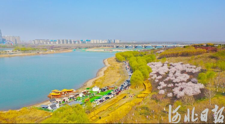 【中首】河北石家莊：滹沱河畔春光美