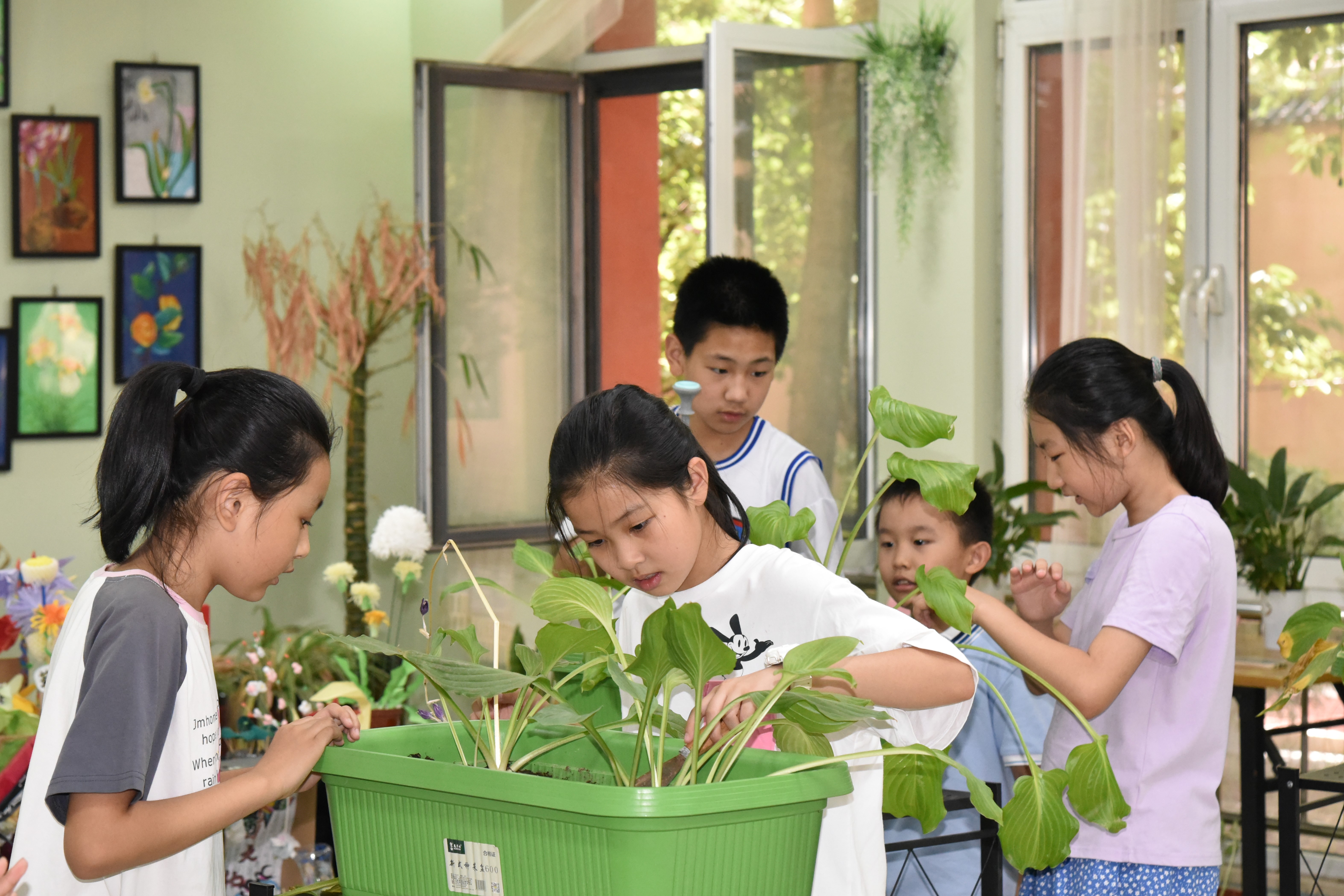 石家莊裕華區6所小學開啟暑期託管_fororder_在興國小學裏學生們近距離了解“玉簪”草藥文化.JPG