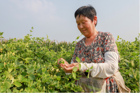 河北肥鄉：金銀花鋪就致富路_fororder_河北肥鄉：採摘金銀花 鋪就致富路(1)134