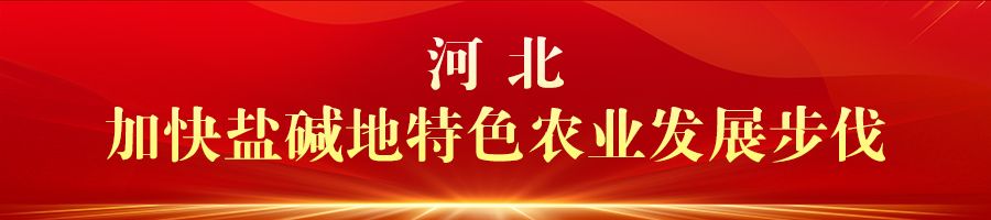 慶豐收 促和美 | 河北：金秋時節好“豐”光 鄉村振興結碩果