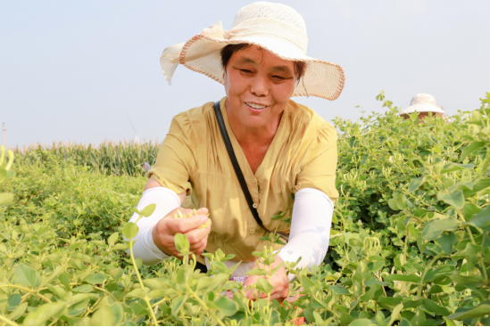 河北肥鄉：金銀花鋪就致富路_fororder_河北肥鄉：採摘金銀花 鋪就致富路(1)313