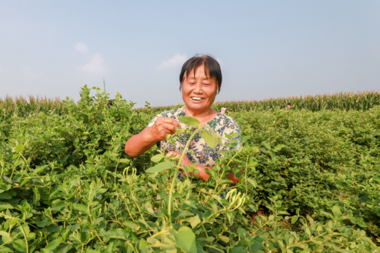 河北肥鄉：金銀花鋪就致富路_fororder_河北肥鄉：採摘金銀花 鋪就致富路(1)334