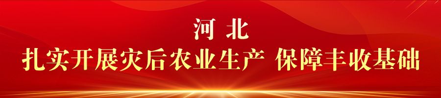 慶豐收 促和美 | 河北：金秋時節好“豐”光 鄉村振興結碩果