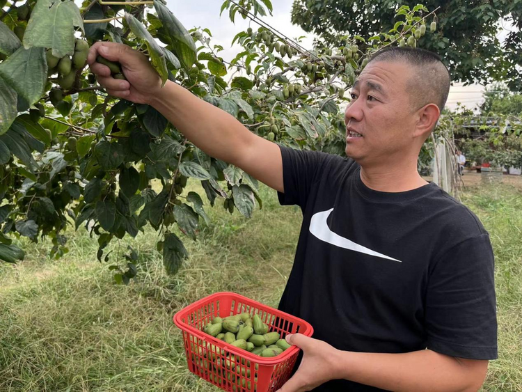 石家莊無極：特色獼猴桃拓寬鄉村振興路_fororder_圖片3