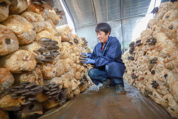 （原創）邯鄲肥鄉：食用菌産業助力鄉村振興