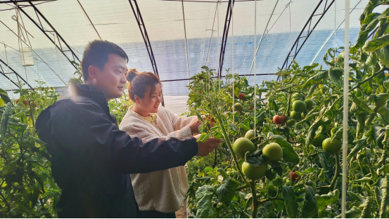 滄州南大港二分區生態番茄迎豐收 助農致富“錢景”好_fororder_南大港番茄喜獲豐收助農增收“錢景”好(1)271