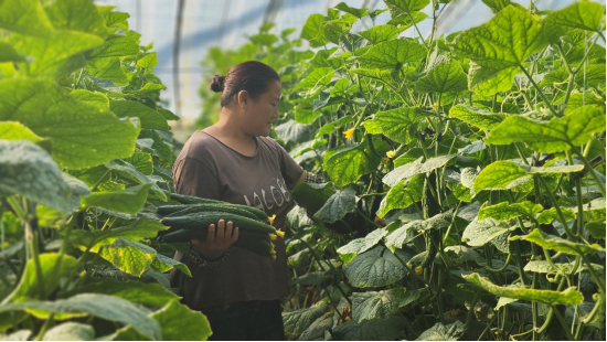 石家莊無極：大棚種植築起鄉村振興路_fororder_石家莊無極：大棚種植築起鄉村振興路菜産業“蔬”寫農戶致富路(1)111