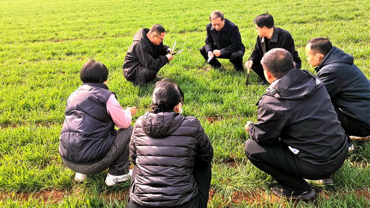 河北唐縣：小麥“春管”保豐收_fororder_農業技術人員根據當前苗情提出春季麥田管理指導意見，