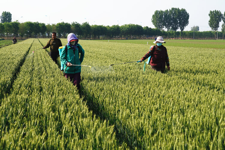 唐山開平：加強小麥管護 確保夏糧豐收_fororder_DSC02529.JPG