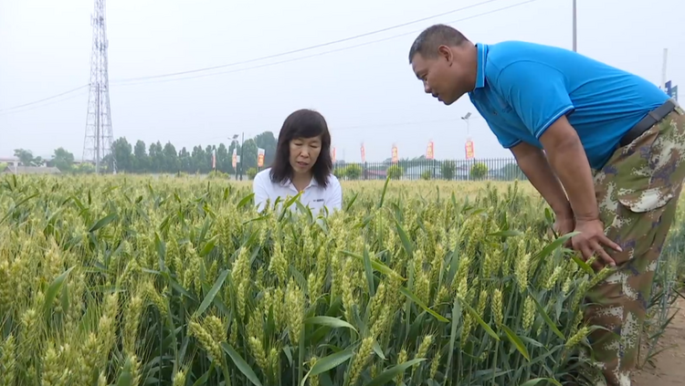 石家莊市鹿泉區：一噴三防 助豐産豐收_fororder_圖片 4