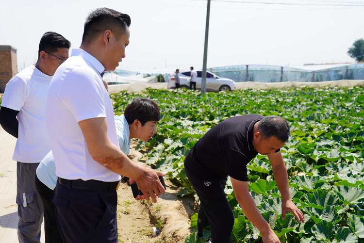 河北清苑：聚力産銷對接 促進産業轉型_fororder_鎮村幹部、首衡保定國際農産品交易中心負責人和清苑區農業農村局農技人員查看南瓜生長情況。攝影 王磊