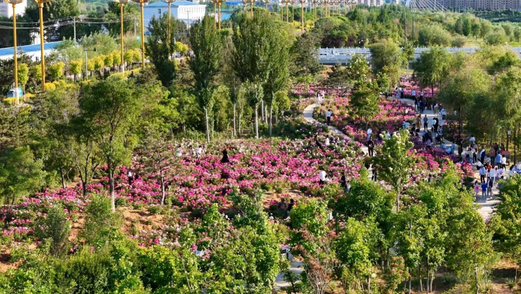 河北平泉：花香口袋公園 市民休閒好去處_fororder_圖片 2