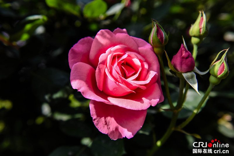 石家莊：月季花意濃 賞花正當時