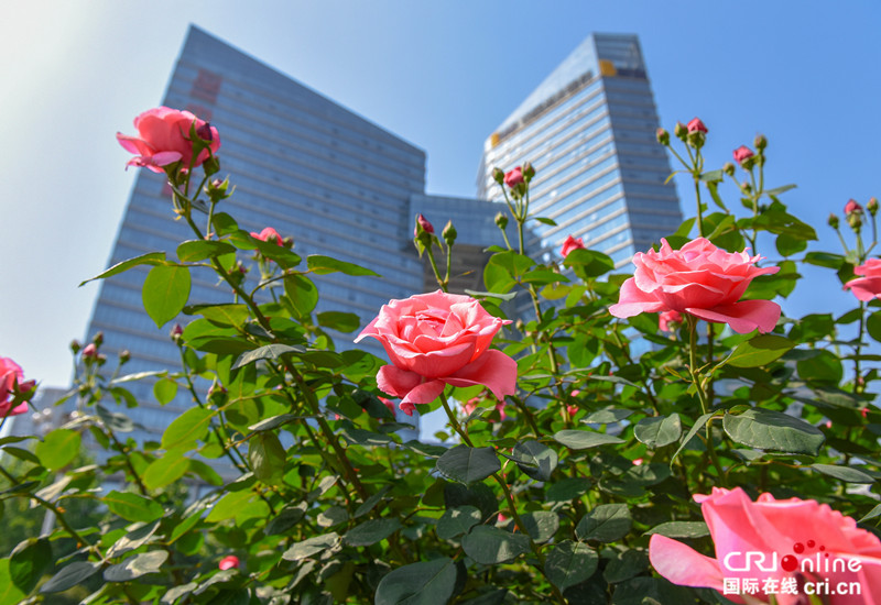 石家莊：月季花意濃 賞花正當時