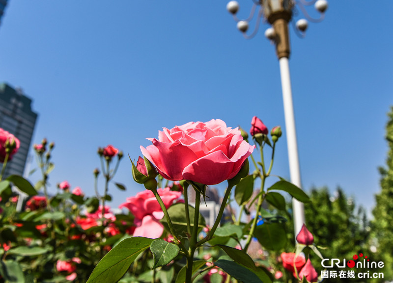 石家莊：月季花意濃 賞花正當時