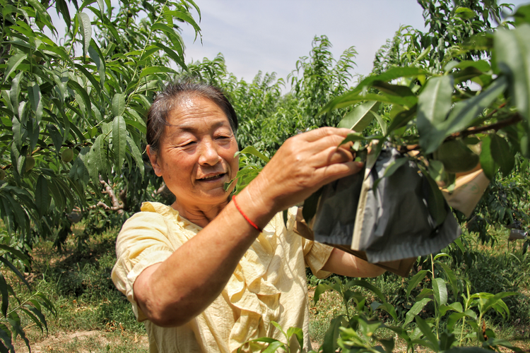 河北吳橋：特色種植賦能鄉村振興_fororder_圖片 1