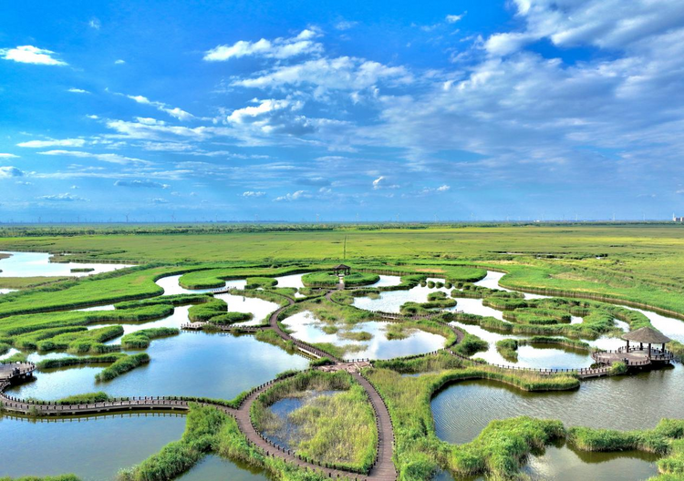 滄州南大港：“黨建＋河湖長制”厚植生態底色_fororder_圖片 4