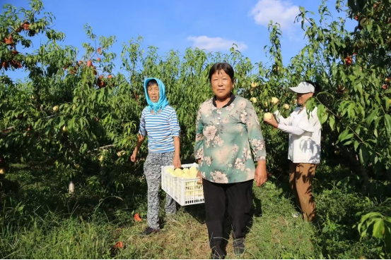 河北鹽山： 儒桃豐收採摘忙 樹梢綴滿“致富果”_fororder_河北滄州：儒桃豐收採摘忙 樹梢綴滿“致富果”276