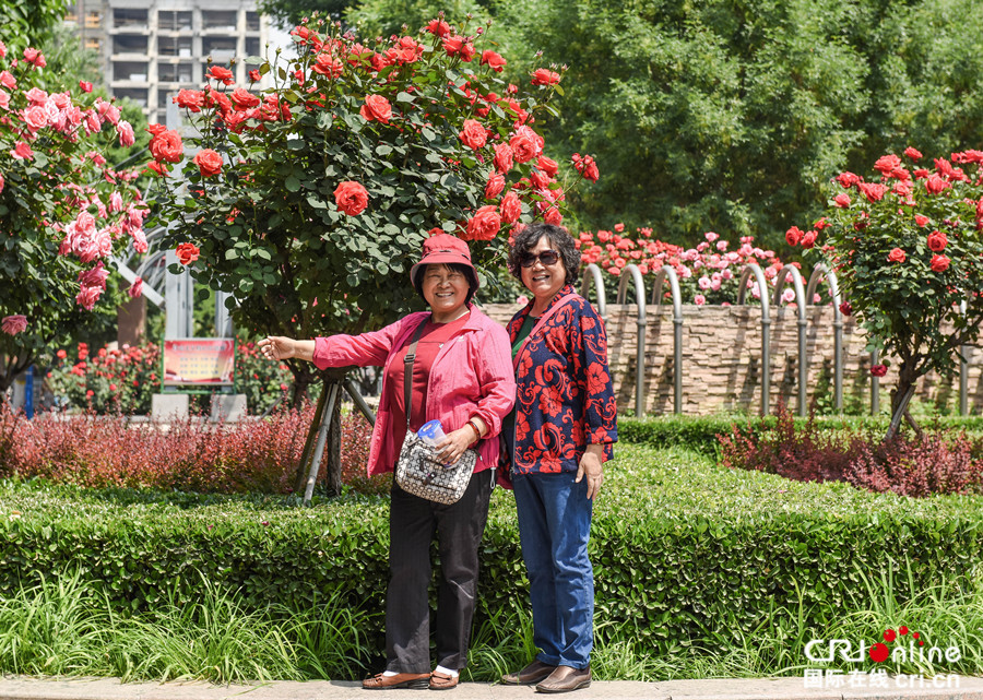 芳菲五月 石家莊月季公園迎來醉美花季