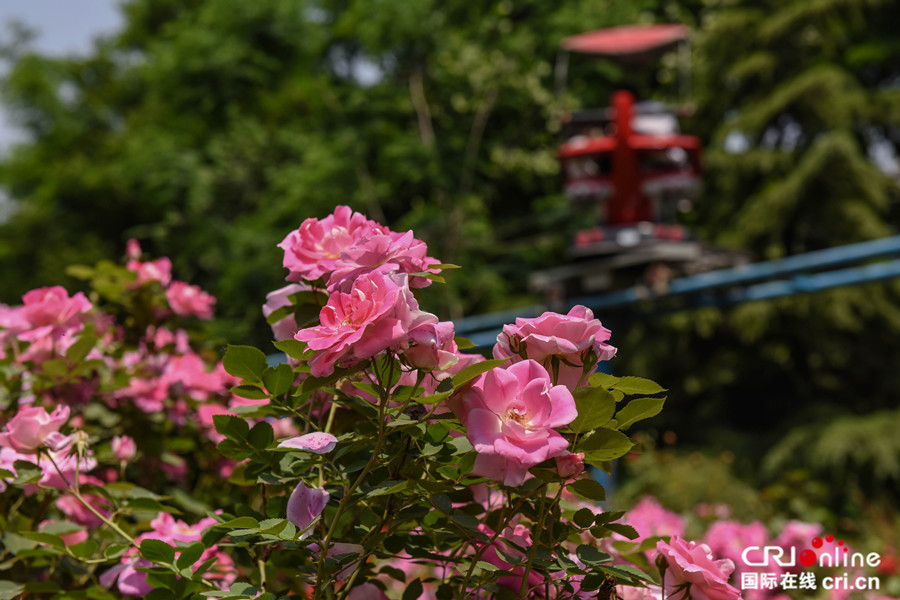 芳菲五月 石家莊月季公園迎來醉美花季