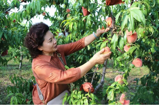 河北鹽山： 儒桃豐收採摘忙 樹梢綴滿“致富果”_fororder_河北滄州：儒桃豐收採摘忙 樹梢綴滿“致富果”224