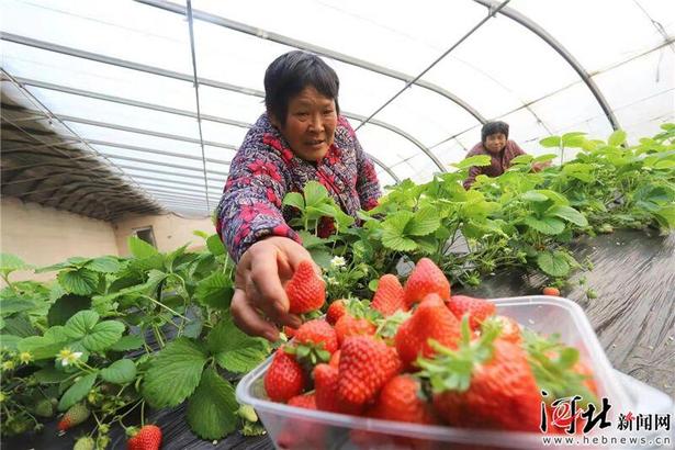 臨西：草莓“甜”民心