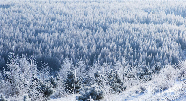 尚義：雪色浪漫大青山