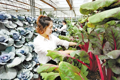 文安現代農業園助力鄉村振興