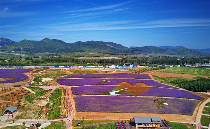 河北秦皇島：花海繪就藝術景觀_fororder_CqgNOlvG8oaAa5sAAAAAAAAAAAA492.800x515