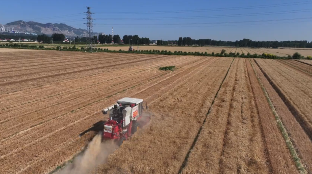 石家莊市鹿泉區：夏收夏播同步推進 良種良法保障糧食穩産_fororder_夏收夏播同步推進 良種良法保障糧食穩産1