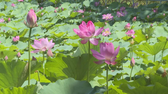 石家莊市鹿泉區：萬株荷花綻放 開啟夏日賞荷季_fororder_石家莊市鹿泉區：萬株荷花綻放 開啟夏日賞荷季1014