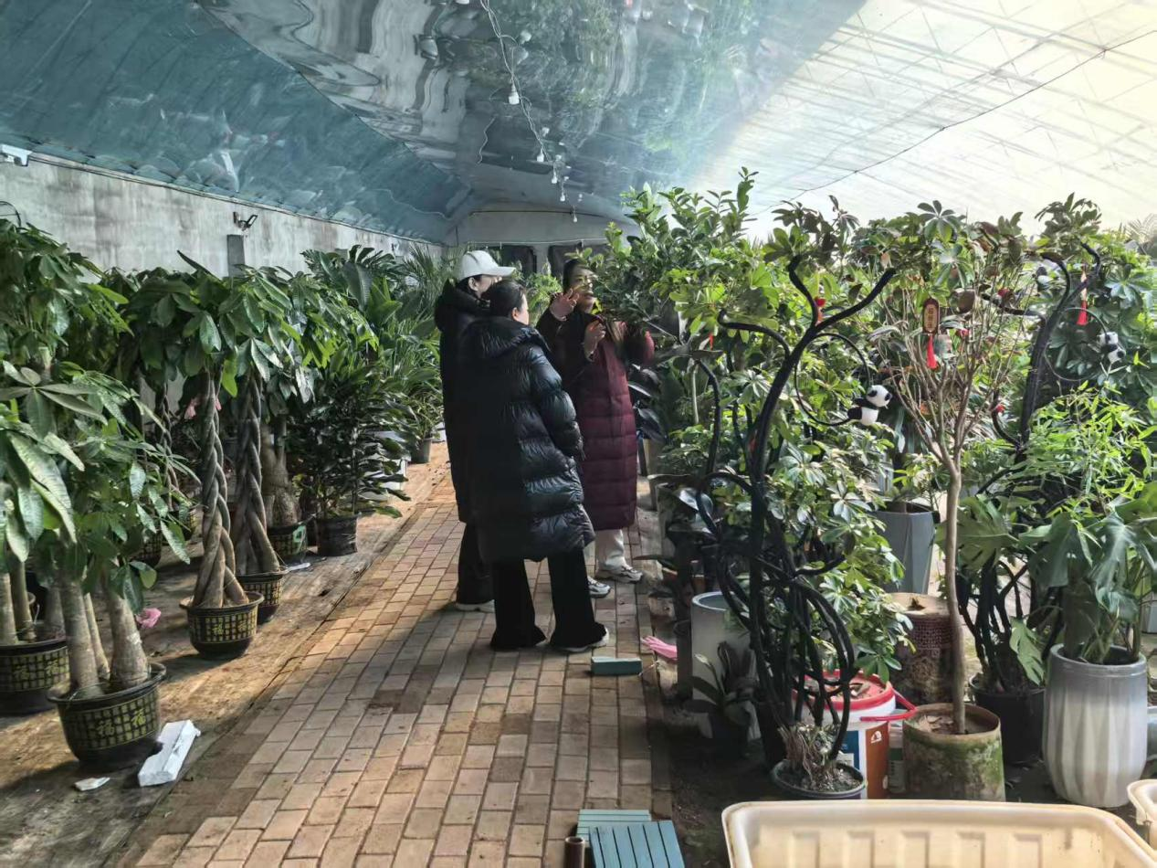 河北東光：繁花添年味 花市暖新春_fororder_圖片 4