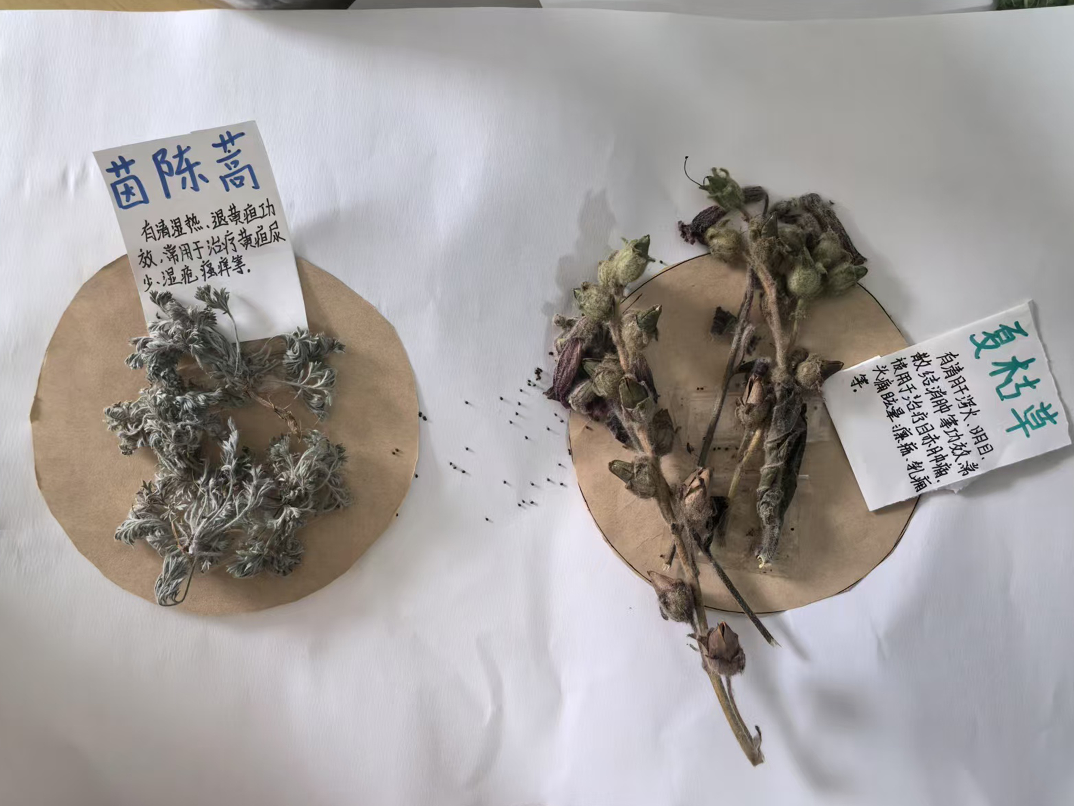 河北唐縣：大洋鄉中學開展“尋草藥 傳藥香”文化實踐活動_fororder_學生製作簡易標識卡片