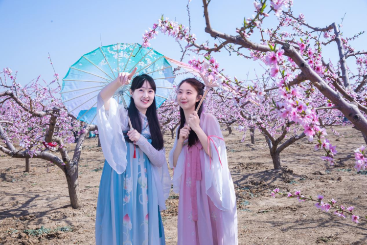 河北高陽：桃花灼灼映春色_fororder_圖片3