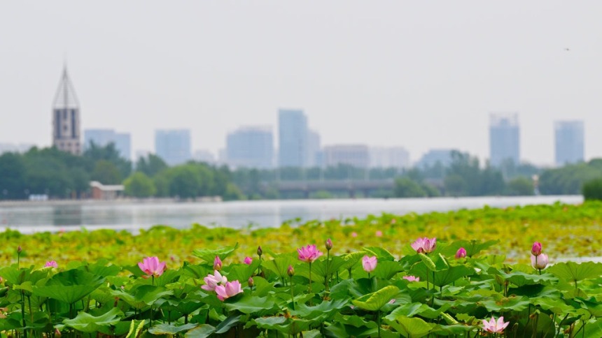 河北石家莊：荷花綻放 夏意滿塘