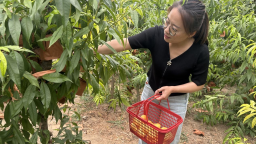 河北鹽山：油桃喜獲豐收，甜蜜産業繪就鄉村振興新圖景