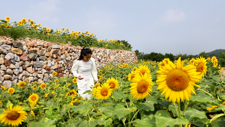 河北遷安: 向日葵花海綻放夏日浪漫_fororder_遷安市20余萬株向日葵迎來盛花期,遊客在花海間拍照。王志斌 攝