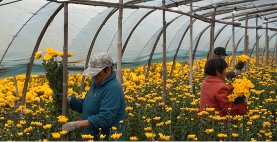 河北曲陽：大棚菊花綻放“美麗經濟” 産業興旺助力鄉村振興_fororder_河北曲陽：大棚菊花綻放“美麗經濟” 産業興旺助力鄉村振興273