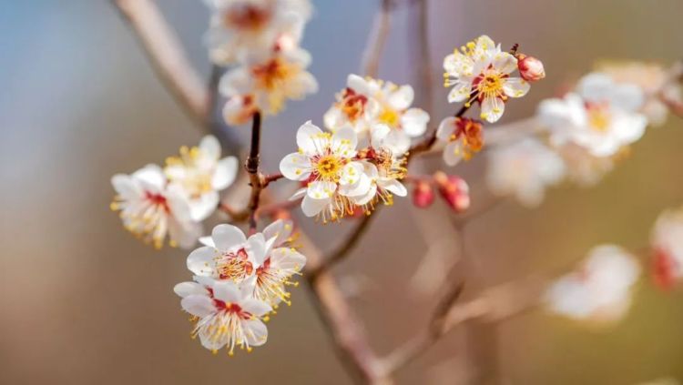 河北石家莊：梅花枝上春如海 踏青賞花正當時_fororder_image007
