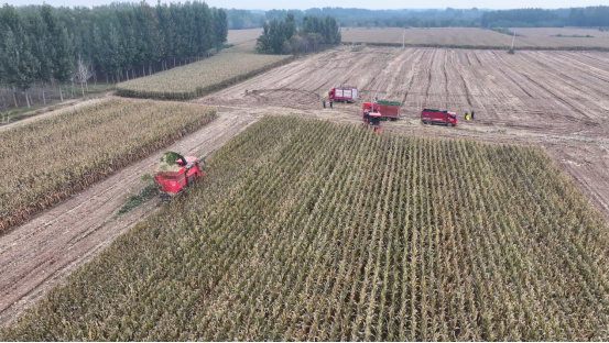 河北泊頭:玉米“寬窄行”新模式種出高産量_fororder_河北泊頭:玉米“寬窄行”新模式種出高産量474