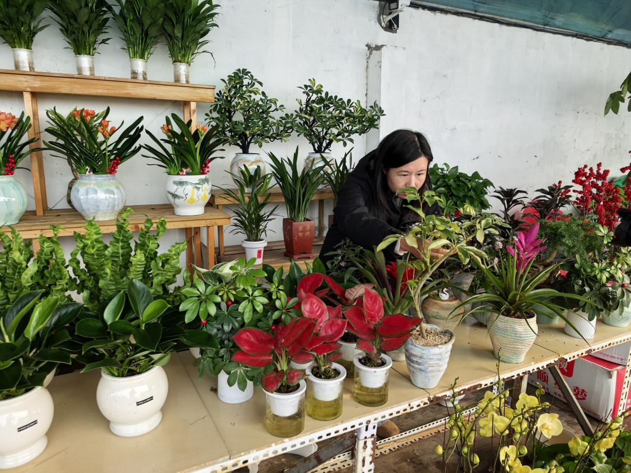 河北東光：繁花添年味 花市暖新春_fororder_圖片 2