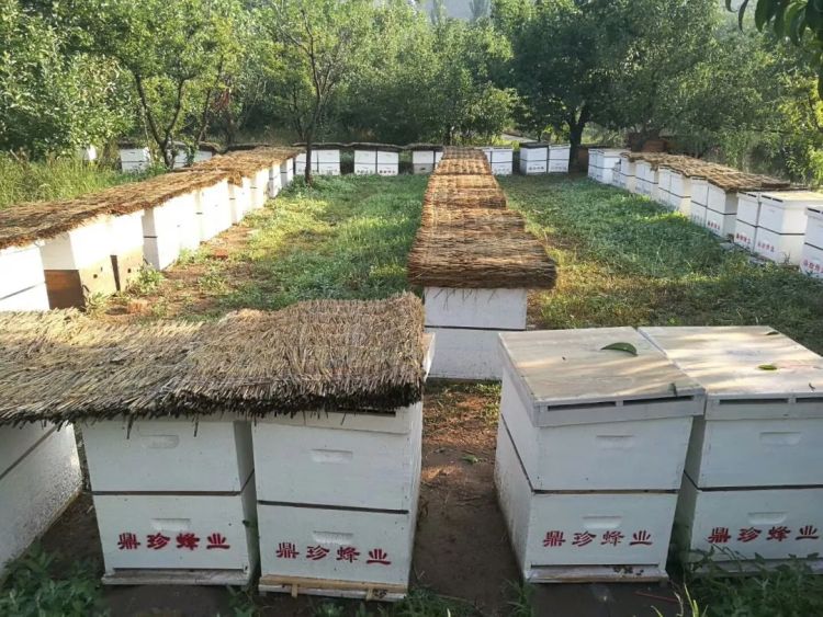 河北遵化：生態養蜂奏響鄉村振興“甜蜜樂章”_fororder_排放有序的蜂箱  遵化市融媒體中心供圖